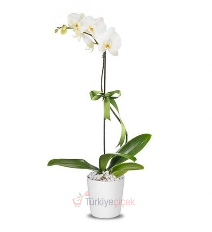 SINGLE DALY WHITE ORCHID